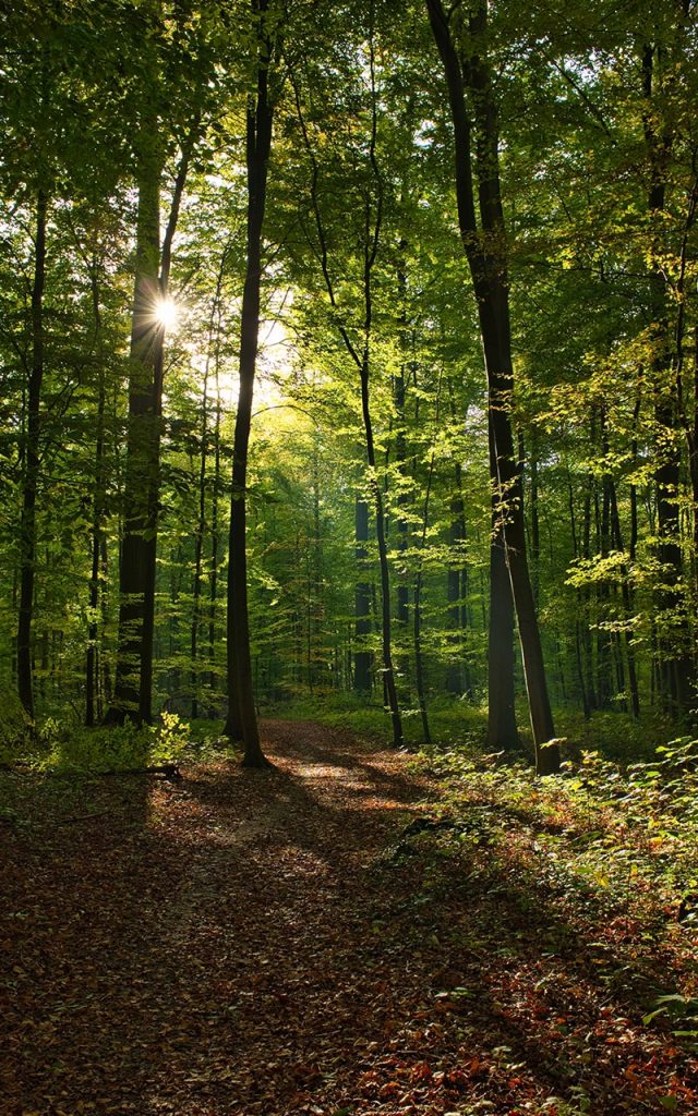 foret et bois-min