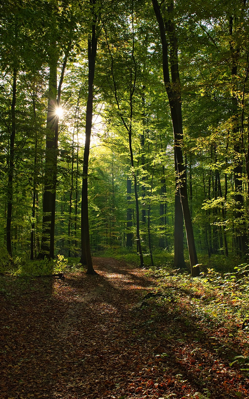Forêt, matière première du bois